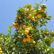orange Zitronen (Markus Lohner)