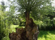 Olivenbaum: ein Zeichen f&uuml;r den Frieden (Foto: Christoph Casty)